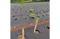China 4-5 Years Weed Control Fabric With Water Permeability Soil Protection supplier