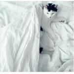 Supply Goose down and duck down  King, Queen size Down Quilts, Duvets for sale