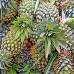 1200000U/G 2400GDU Bromelain Powder Protease Soluble In Water