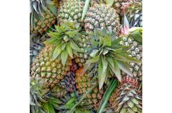 China 2400GDU Standard Process Bromelain Powder FSSC22000 MUI Kosher System Approval supplier
