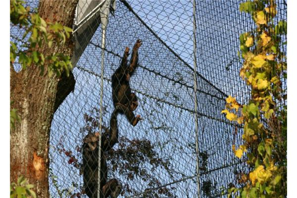 Stainless Steel Wire Cable Netting Lightweight Environmental Friendly