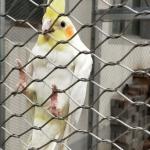 High Strength Stainless Steel Wire Rope Mesh Plain Twill Weave