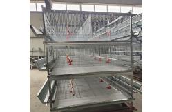China Pullet Poultry Farming Equipment , 3 / 4 Tiers Automatic Layer Poultry Equipment supplier