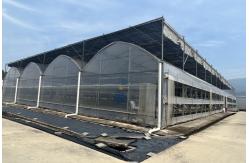China Multi Span Film Vegetables Greenhouse In Hot Climate With Sprinkler Irrigation System supplier