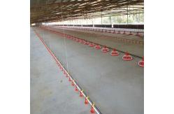 China 4pan/3m Poultry Raising Equipment supplier