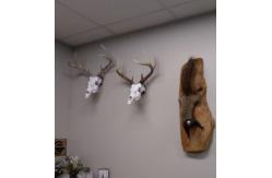 China Customized Instruction Offered for European Mount Skull Hanger Deer Skull Large Hooks supplier