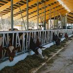 Easy Install Prefab Barns And Sheds , Metal Cattle Shed Construction for sale