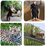 High Strength Knotted Stainless Steel Rope Wire Mesh For Zoo Enclosure