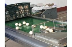 China Automatic 1-6 Lines Egg Stamping Machine Inkjet Coding Machine 1200x280x200mm supplier