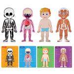 Human Body Anatomy Learning Magnetic Puzzle Toy for Ages 3-8 Kids 48Pcs with Box for sale