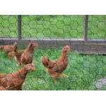 Length 10-50m Chicken Coop Wire Mesh With Zinc Coating 20g/M2-60g/M2 for sale