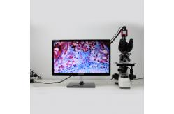 China Factory price Economical 40x-1600x binocular biological microscope Microscope supplier