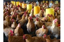 China Automatic Feeding Chicken Nipple Drinker System Ground Breeding supplier