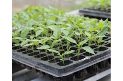 China Incredible innovation seed trays root trainer of plastic supplier