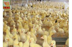 China Ducklings Breeding Henhouse 650GSM Plastic Poultry Netting supplier
