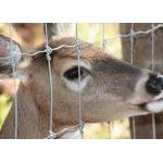 Heavy Duty Fixed Knot Square Deer Mesh Fence Corrosion Resistance Easy Installation for sale