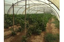 China 20m Tomato Tying Twine With Hook , 100% Virgin Polypropylene Tomato Twine supplier