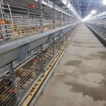 Hot Galvanized Steel Broiler Cage System For Chicken Farm for sale