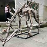 Exhibition Jurassic Park Dinosaur Skeleton , Dinosaur Bone Replicas for sale