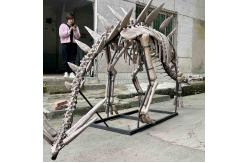China Large Outdoor Dinosaur Skeleton , Sunproof Dinosaur Model Skeleton supplier