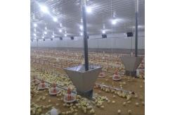China 50 Broiler Chicken Fully Automatic Pan Feeding System supplier
