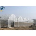 Large Hydroponic Multi Span Greenhouse For Tomato / Pepper / Cucumber Planting