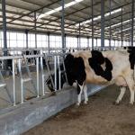 Installed Easily Width 75cm Cow Head Lock Sturdy Built Headlocks for sale