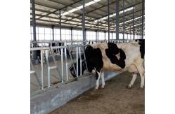 China Installed Easily Width 75cm Cow Head Lock Sturdy Built Headlocks supplier