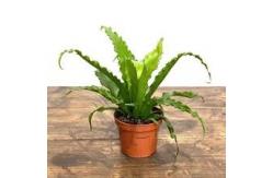 China Modern Plastic Potted Artificial Bonsai Bird Nest Fern supplier