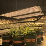 PWM Quantum Led Grow Light