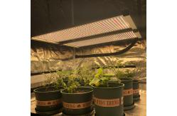 China PWM Quantum Led Grow Light supplier