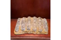 China Life Size Dinosaur Replica , Dinosaur Replica Fossil For Business Activities supplier