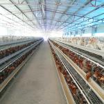 A Type Battery Cage System Layer Chicken Chicken Layer Cage For Sale for sale