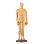 Chinese Acupuncture Body Model Acupoint 50cm Acupuncture Meridian Model for sale