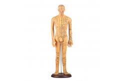 China Meridian Chart Included Acupuncture Body Model Approximately 5kg Versatile For Different Techniques supplier