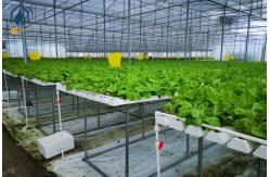 China Indoor Vertical Farming NFT Hydroponic System PVC Tube Growing System supplier