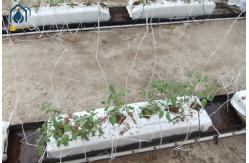 China Greenhouse Soilless PP Roll Grow Troughs Folded Cultivation Gutter Cocopeat Plant Trough supplier