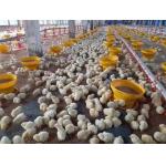 14 Grids Pan Chicken Feeding Line Automatic Poultry Feeders And Drinkers for sale