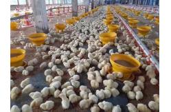 China 14 Grids Pan Chicken Feeding Line Automatic Poultry Feeders And Drinkers supplier