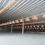 Poultry Pan Feeding System Automatic Poultry Feeder System With Stern Shaft for sale