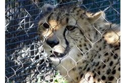 China 7x7 Knotted SS Wire Rope Zoo Mesh Animal Enclosure supplier