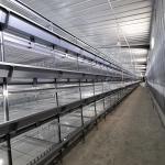 2.8m Height 2.5mm Layer HDG Broiler Chicken Farming Equipment Cage Hygienic for sale