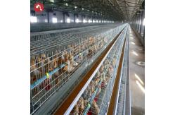 China Meat Broiler Chicken Cages With Automatic Poultry Feeding supplier