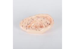 China 26CM Single Ear Acupuncture Body Model For Chinese Medical Teaching supplier