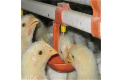 China Automatic Chicken Feeder System Broiler Poultry Equipment supplier