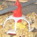 Al-Zn Coating 1.5mm Automatic Duck Feeder For Farm House Equipment for sale