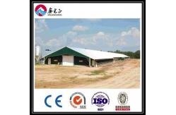 China Customized Automatic Broiler Floor Feeding Line System With Steel Structure Chicken House supplier