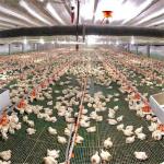 Automatic Feeder Chickens Odm Poultry Feed Line