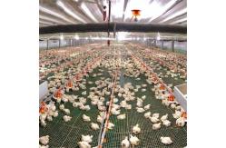 China Automatic Feeder Chickens Odm Poultry Feed Line supplier