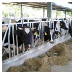 ISO Galvanized pipe Cow Head Lock for sale